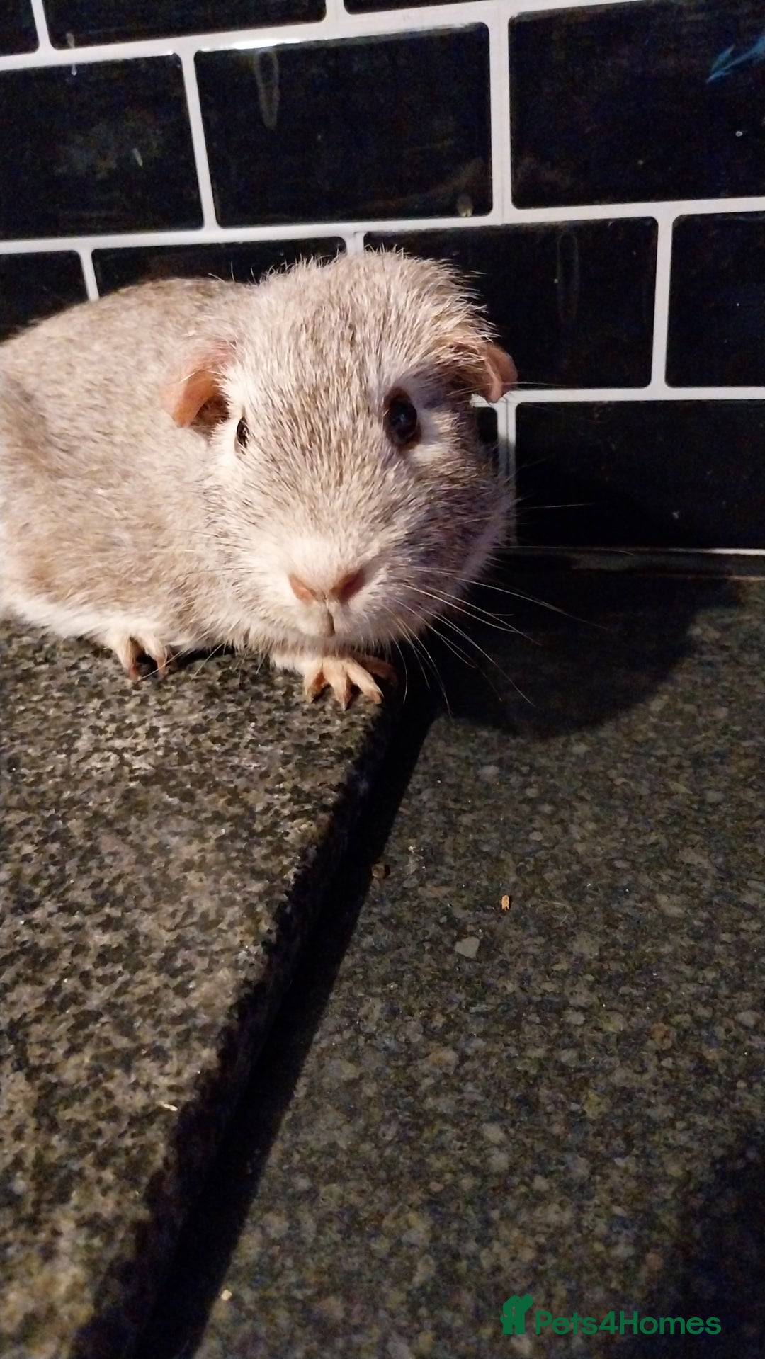 Guinea Pig rodents for sale: Multiple Guinea Pigs for sale - Advert 10