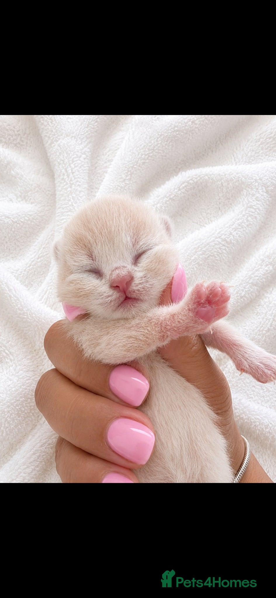 British Shorthair cats Supreme quality GCCF British shorthair kittens  - Advert 5