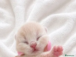 British Shorthair cats Supreme quality GCCF British shorthair kittens - Advert 1