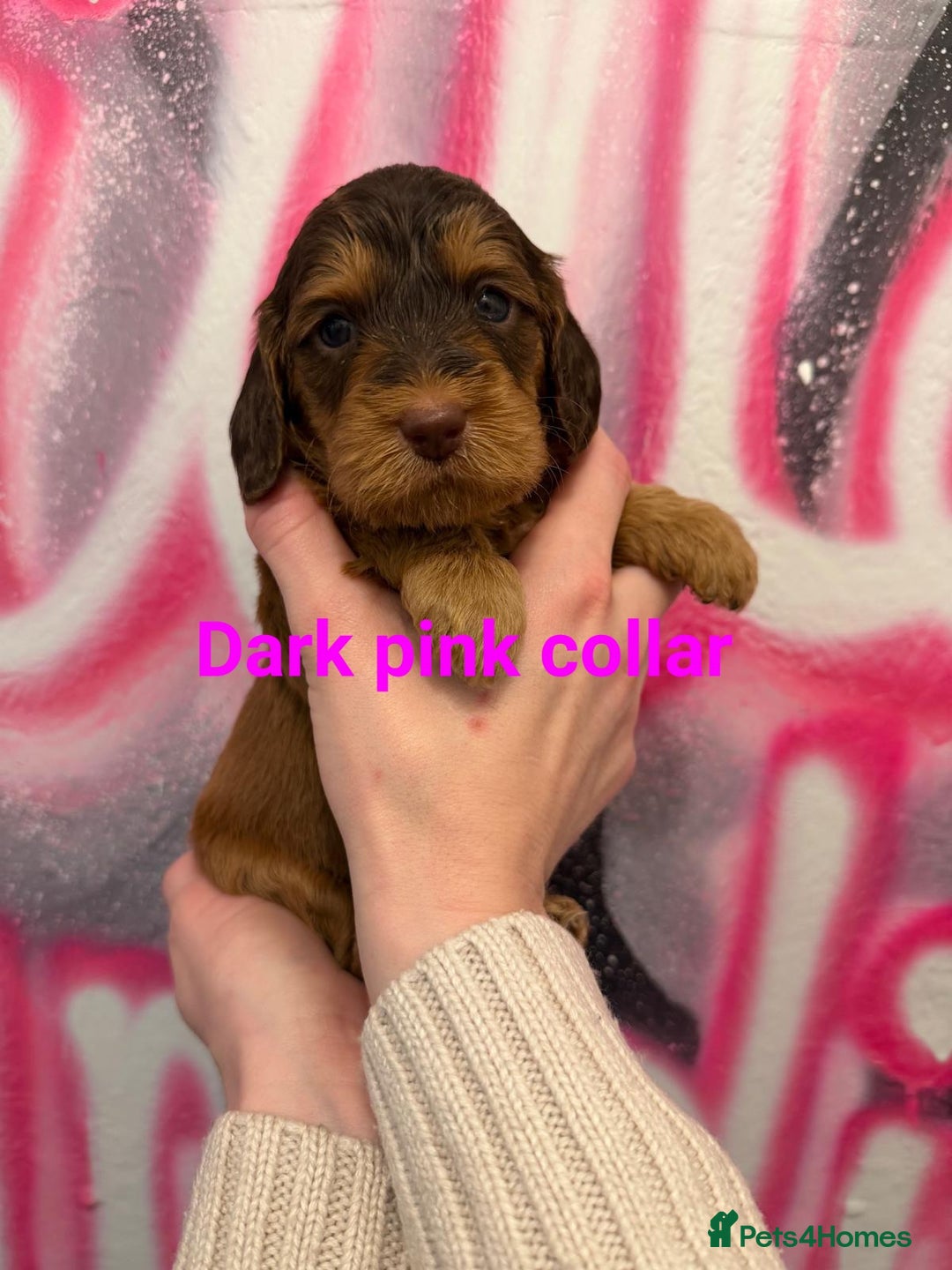 Cockapoo dogs for sale: *STUNNING F1 COCKAPOO PUPPIES* - Advert 17