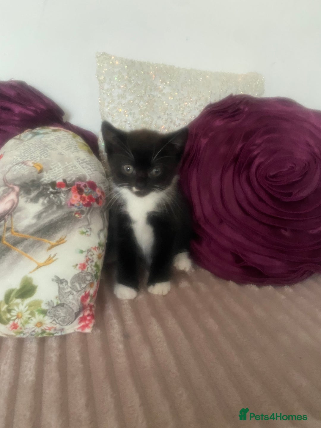 Mixed Breed cats for sale: X BRITISH SHORT adorable kittens ready 4 new home - Image 18