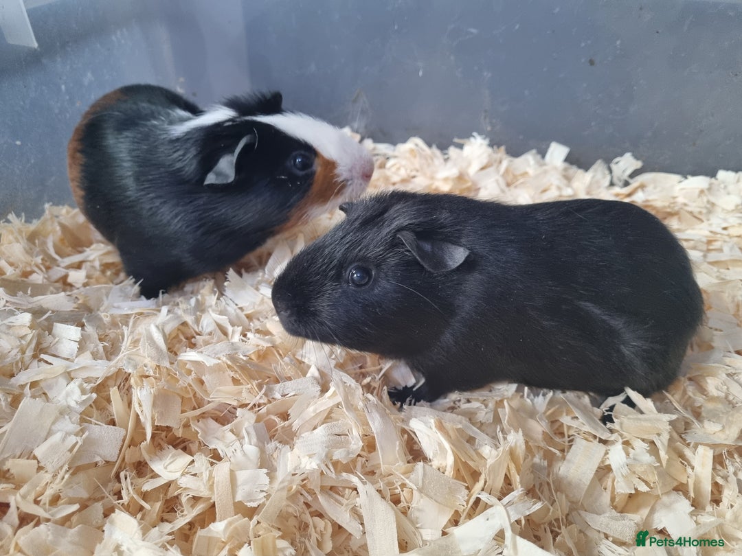 Guinea Pig rodents for sale: Baby Male Guinea Pigs  - Image 1