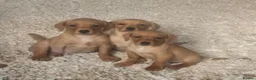 Labrador Retriever dogs for sale: Labrador puppies in Newton Abbot - Advert 4
