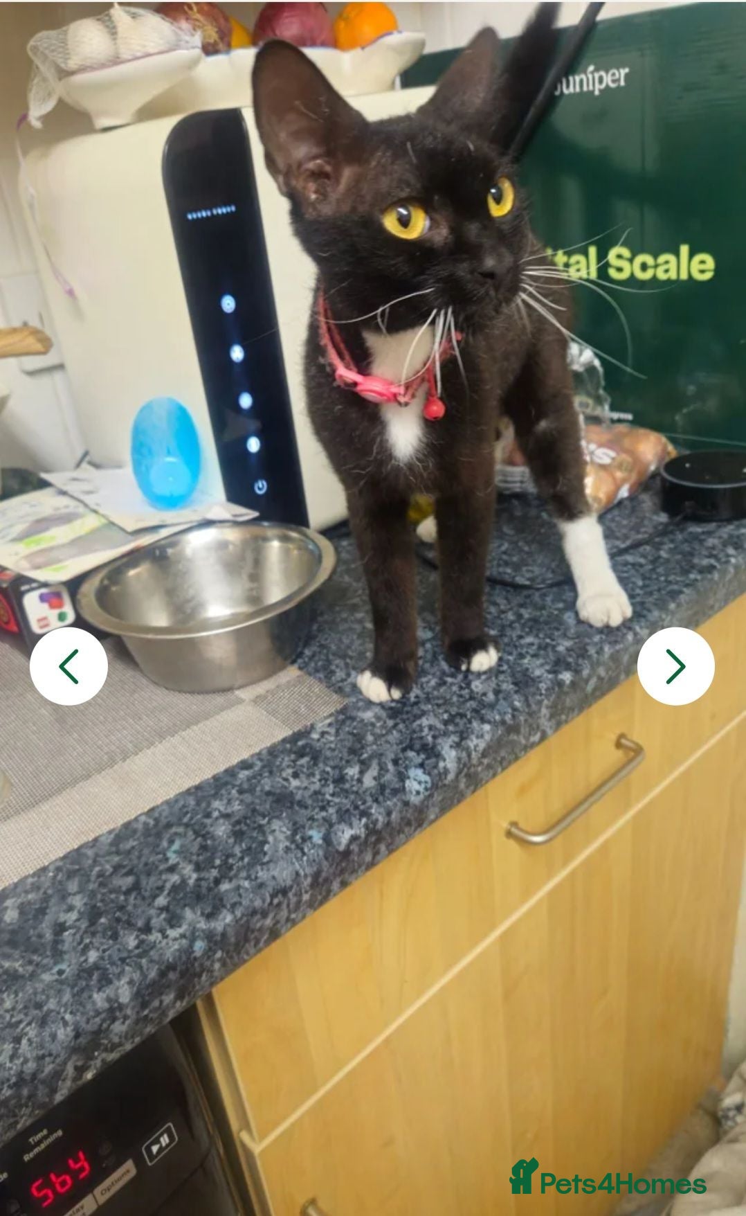 Mixed Breed cats Devon rex x tabby  - Advert 1