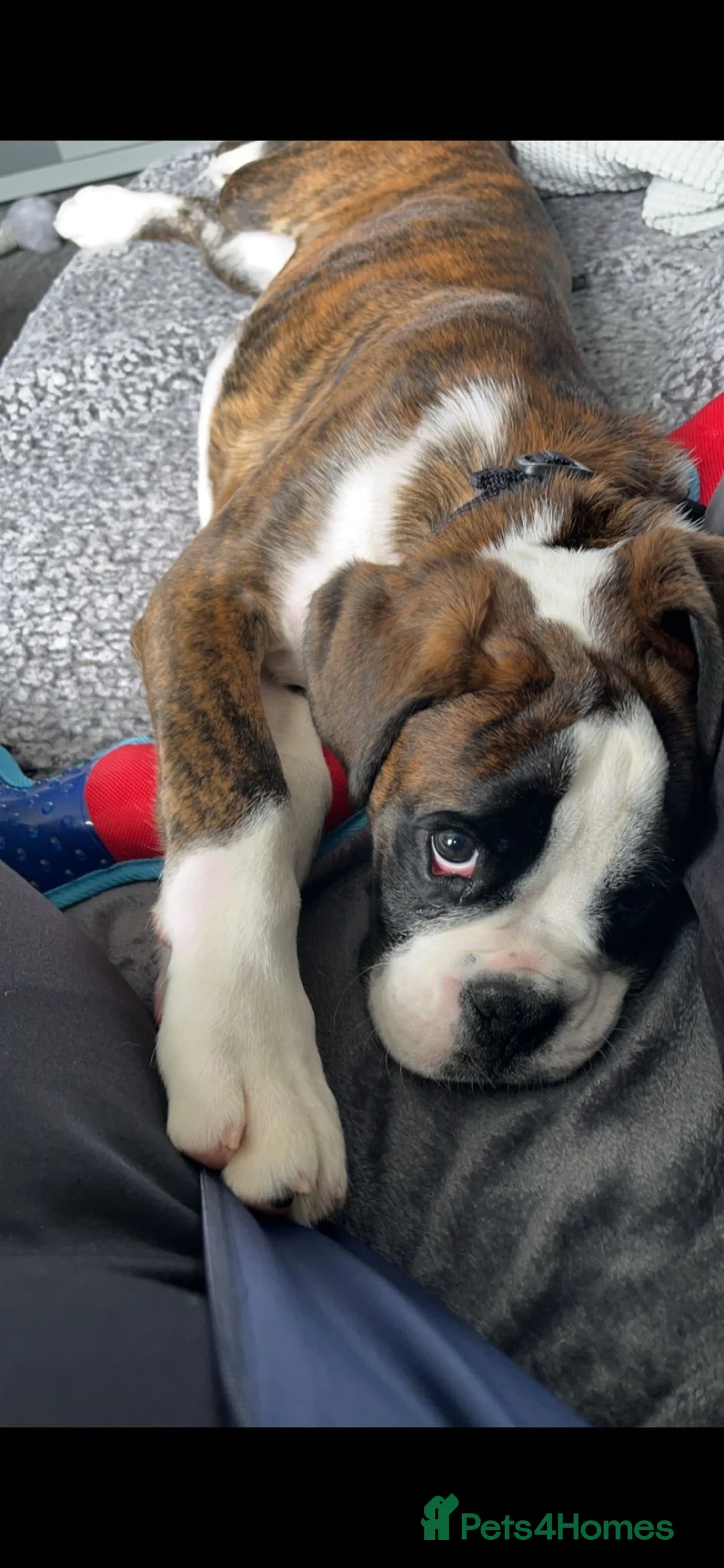 Boxer dogs for stud: Boxer for stud (Brindle) - Advert 4