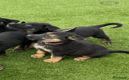 German Shepherd dogs for sale: German shepherd puppies  - Image 5