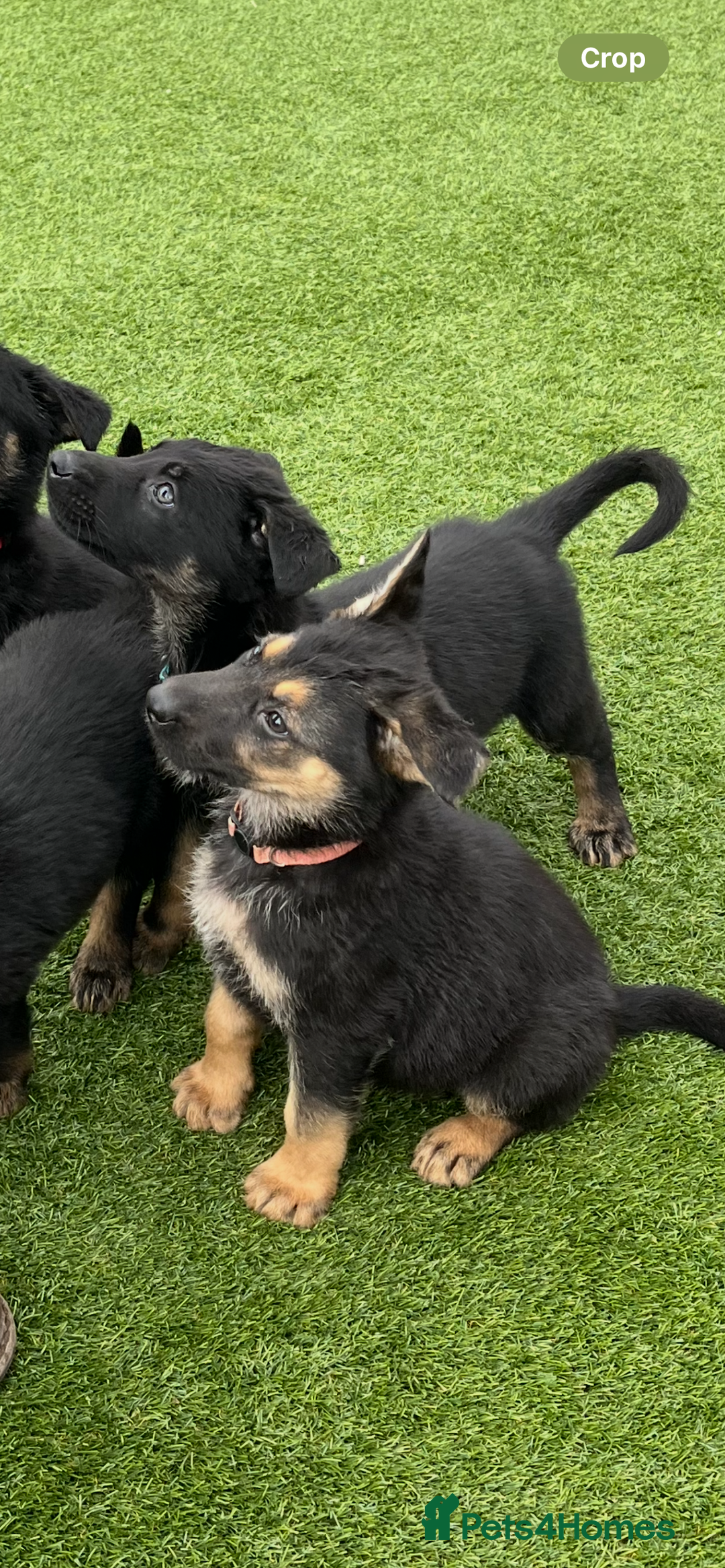 German Shepherd dogs for sale: German shepherd puppies  - Image 5