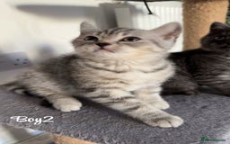 British Shorthair cats for sale: British shorthair kittens  - Image 6