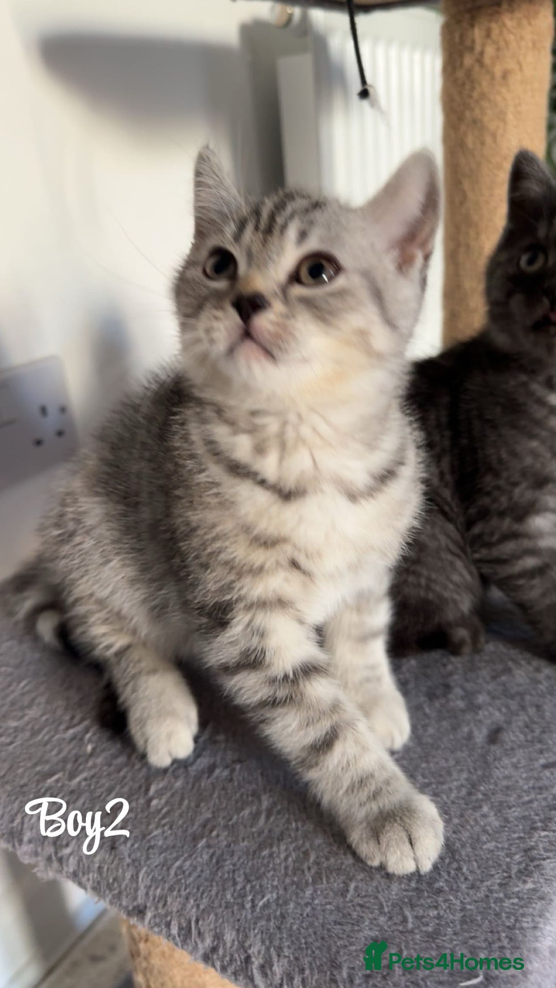 British Shorthair cats for sale: British shorthair kittens  - Image 6