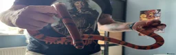Milk Snake reptiles for sale: Tangerine Honduran Milk Snake - Advert 6