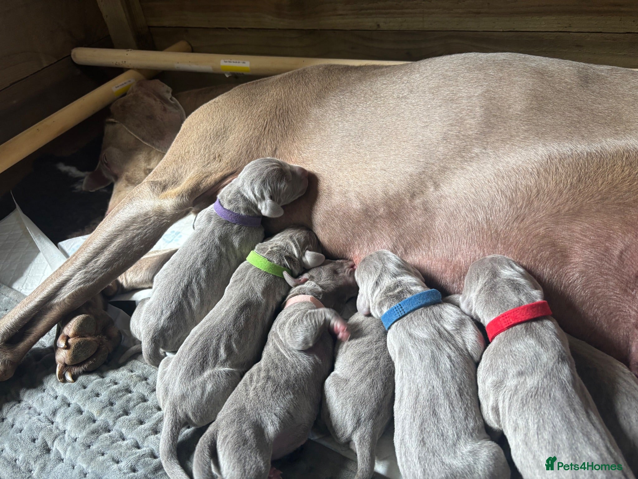 Weimaraner dogs KC registered Weimaraner Puppies  - Advert 18