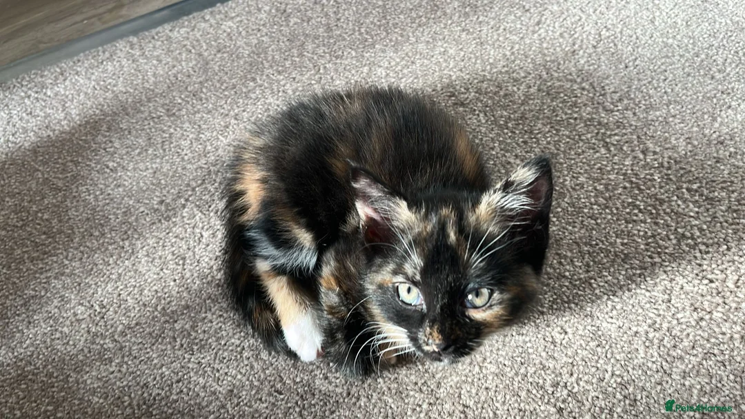Mixed Breed cats for sale: Adorable Kittens (tri colour/ginger/tuxedo) Ready in Sheffield - Advert 11