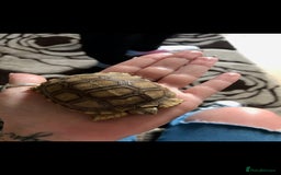 Tortoise reptiles for sale: Sulcata Tortoise - Image 5