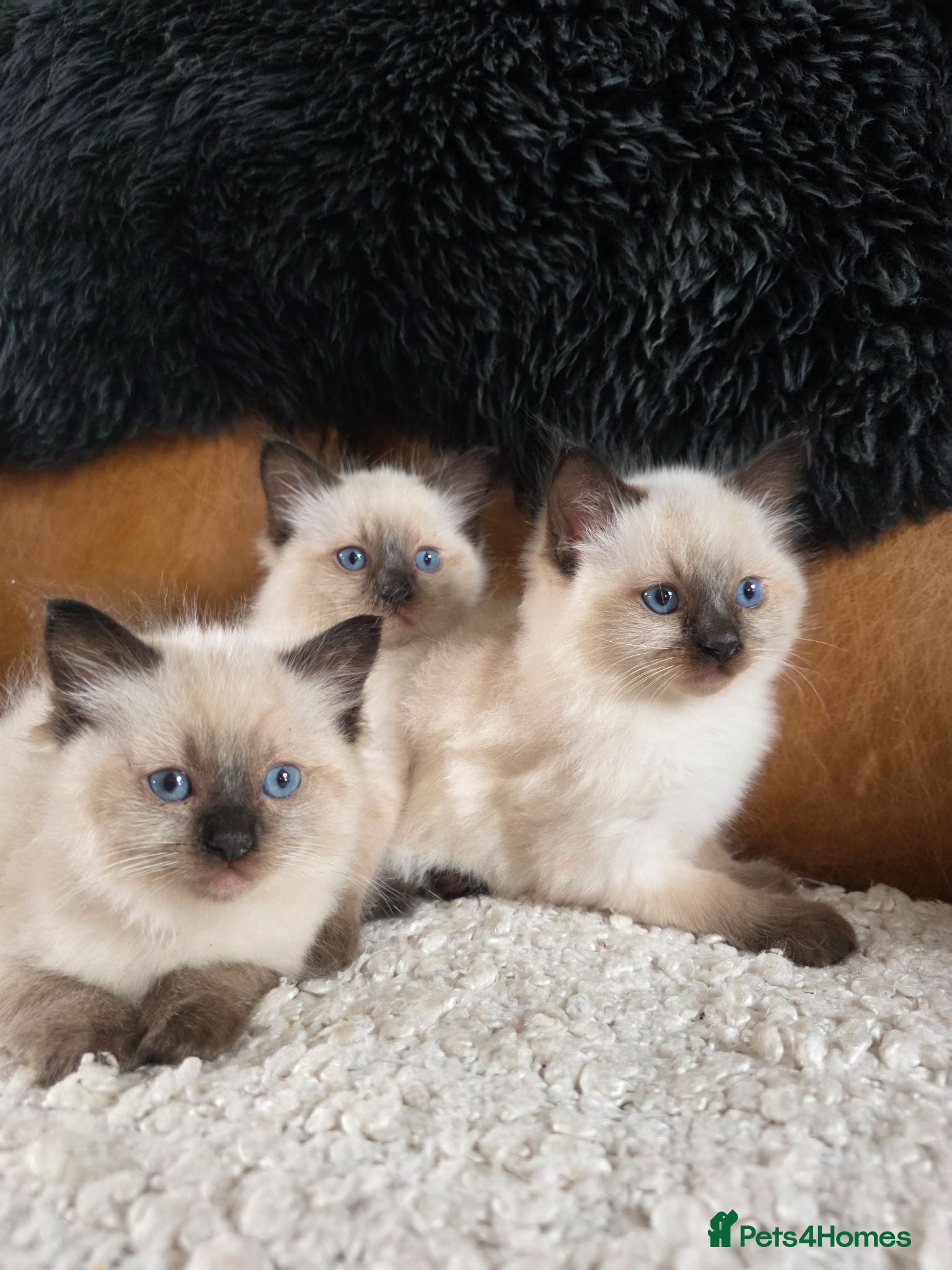 Ragdoll cats Gorgeous Ragdoll Kittens - Advert 1