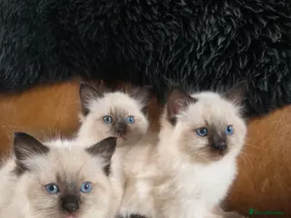 Ragdoll cats Gorgeous Ragdoll Kittens - Advert 1