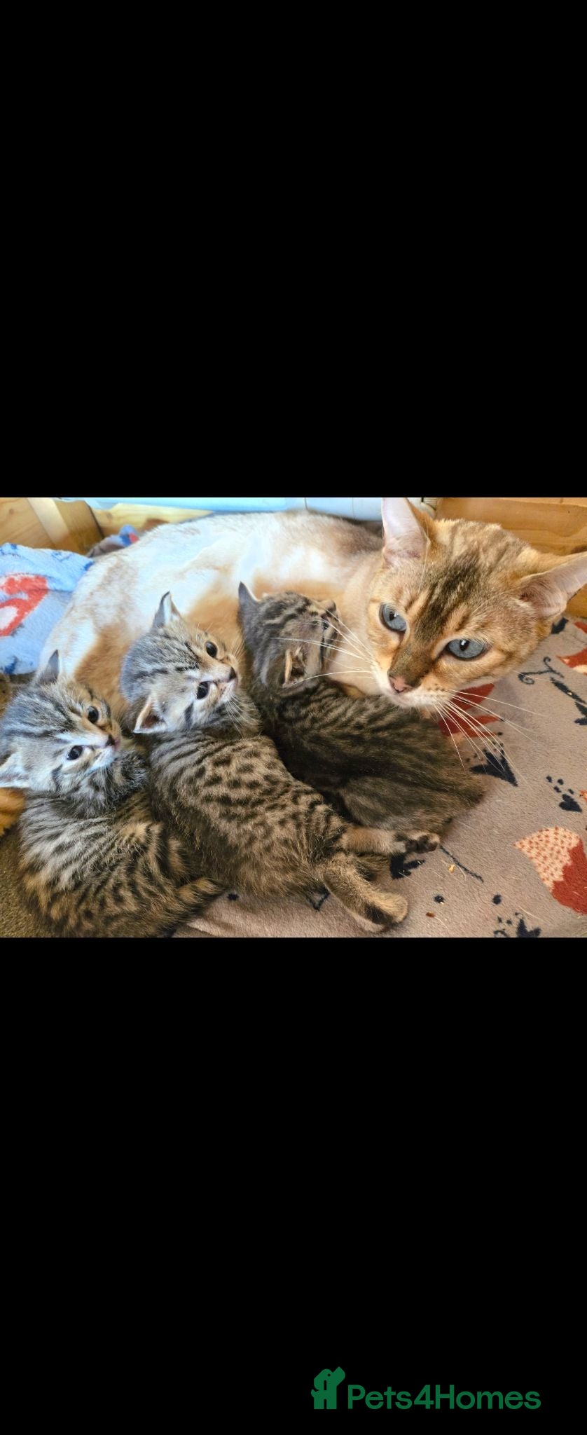 Mixed Breed cats Bengal x brittish short hair  - Advert 2