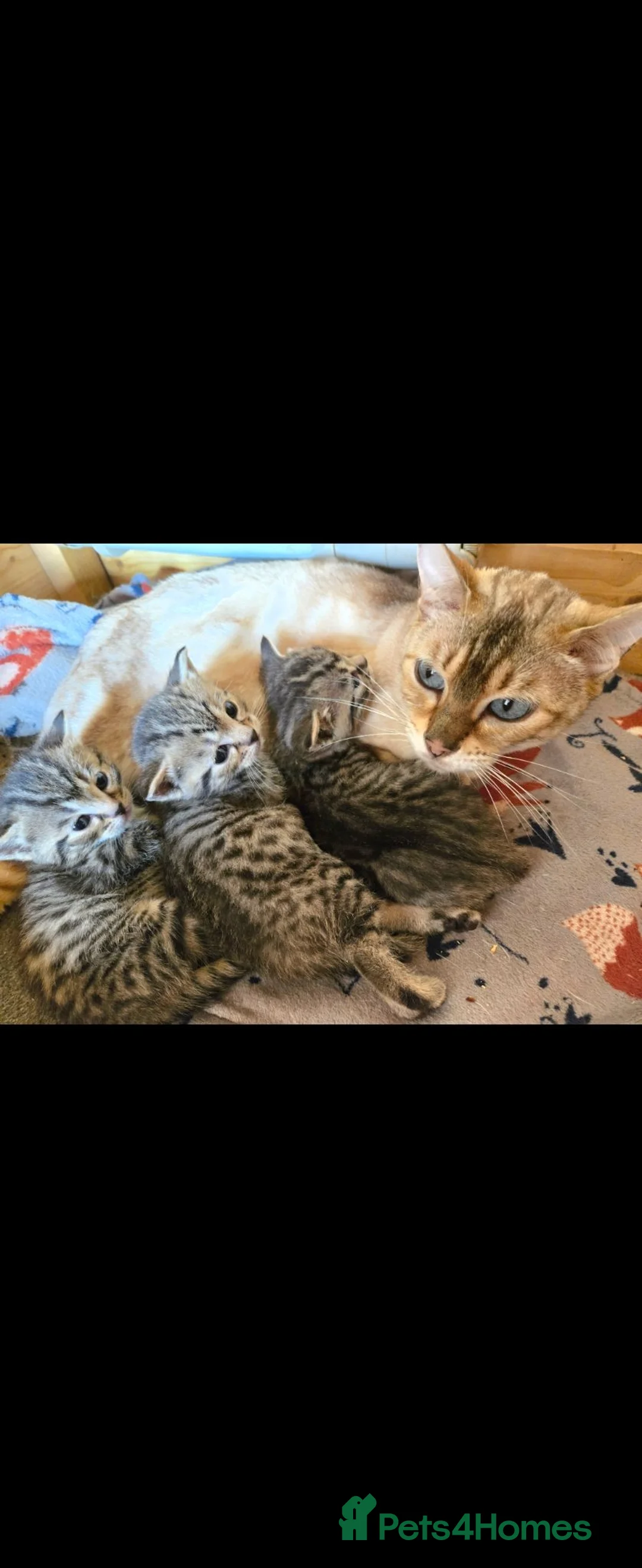 Mixed Breed cats for sale: Bengal x brittish short hair  - Advert 1