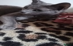 Russian Blue cats for sale: TICA Registered Kittens for Sale 2 Boys & 2 Girls - Image 3