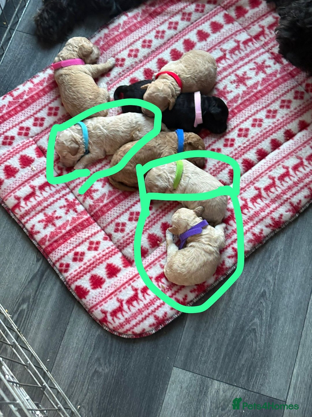 Cockapoo dogs for sale: Cockapoo pups  - Advert 1