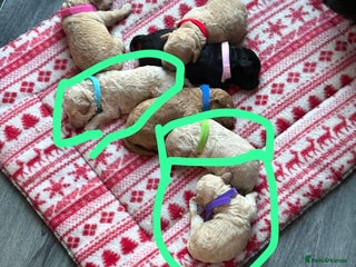 Cockapoo dogs Cockapoo pups - Advert 2