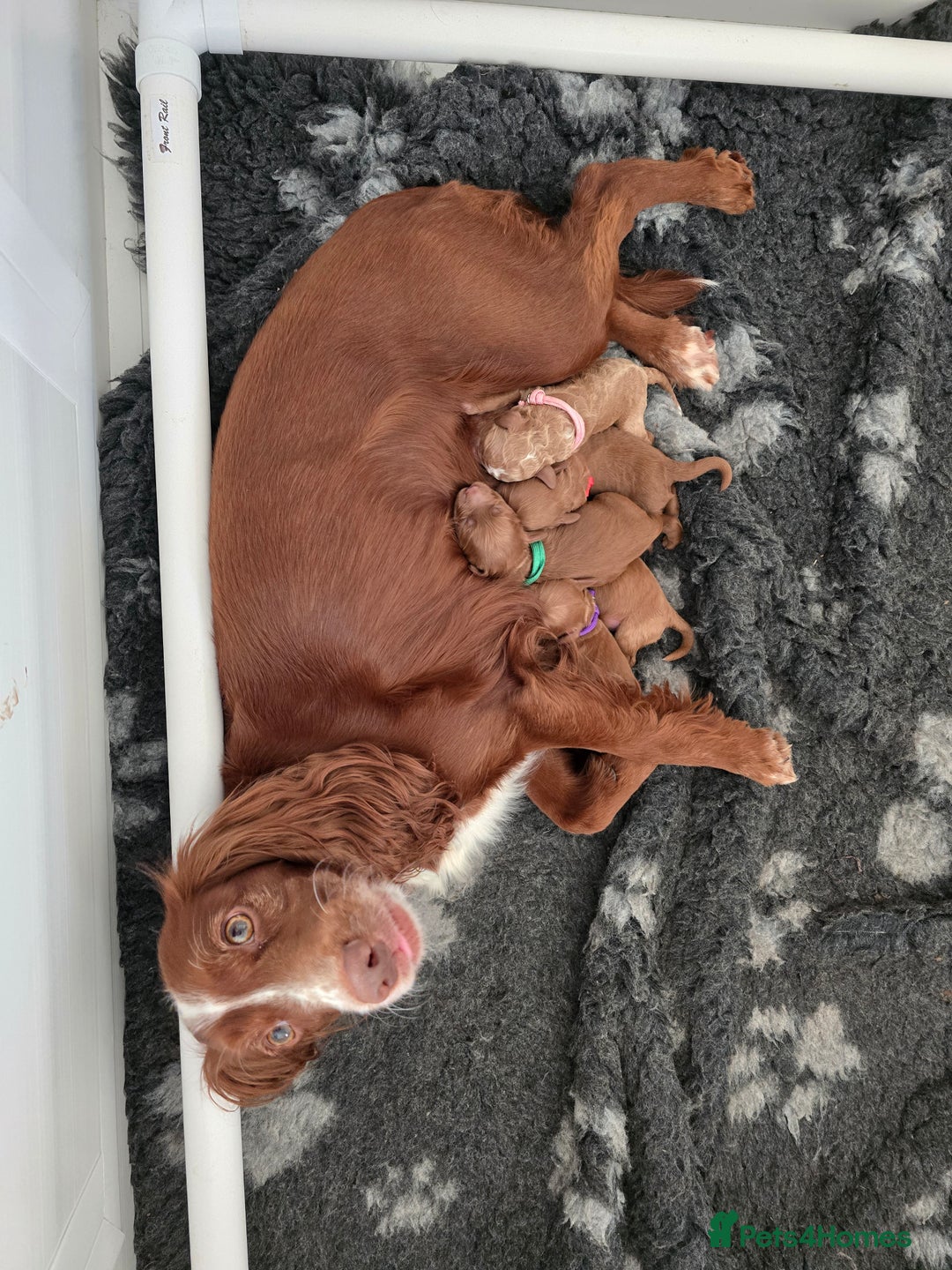 Cockapoo dogs for sale: 🐾 Beautiful Red Cockapoo Puppies 🐾 - Advert 1
