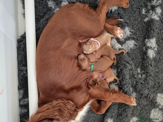 Cockapoo dogs 🐾 Beautiful Red Cockapoo Puppies 🐾 - Advert 4