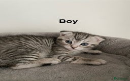 Scottish Fold cats for sale: Scottish kittens - Image 5