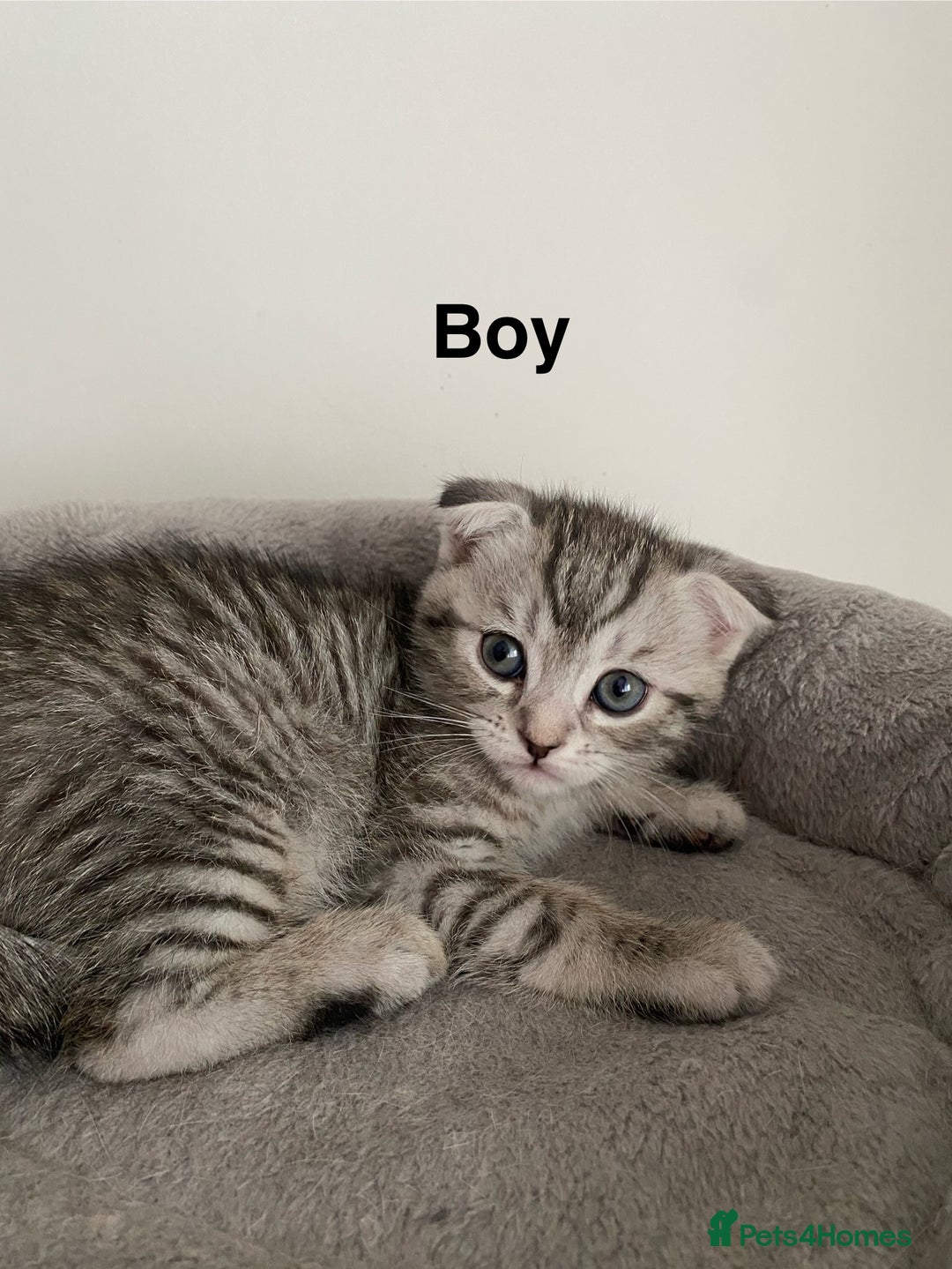 Scottish Fold cats for sale: Scottish kittens - Image 5