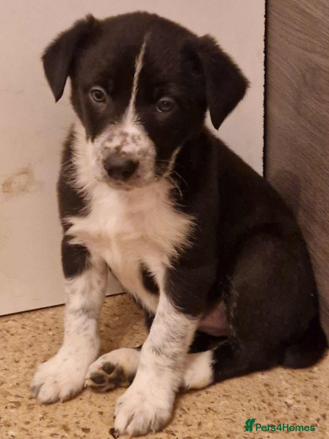 Border Collie dogs for sale: Beautiful Border Collies - Gloucestershire - Advert 3