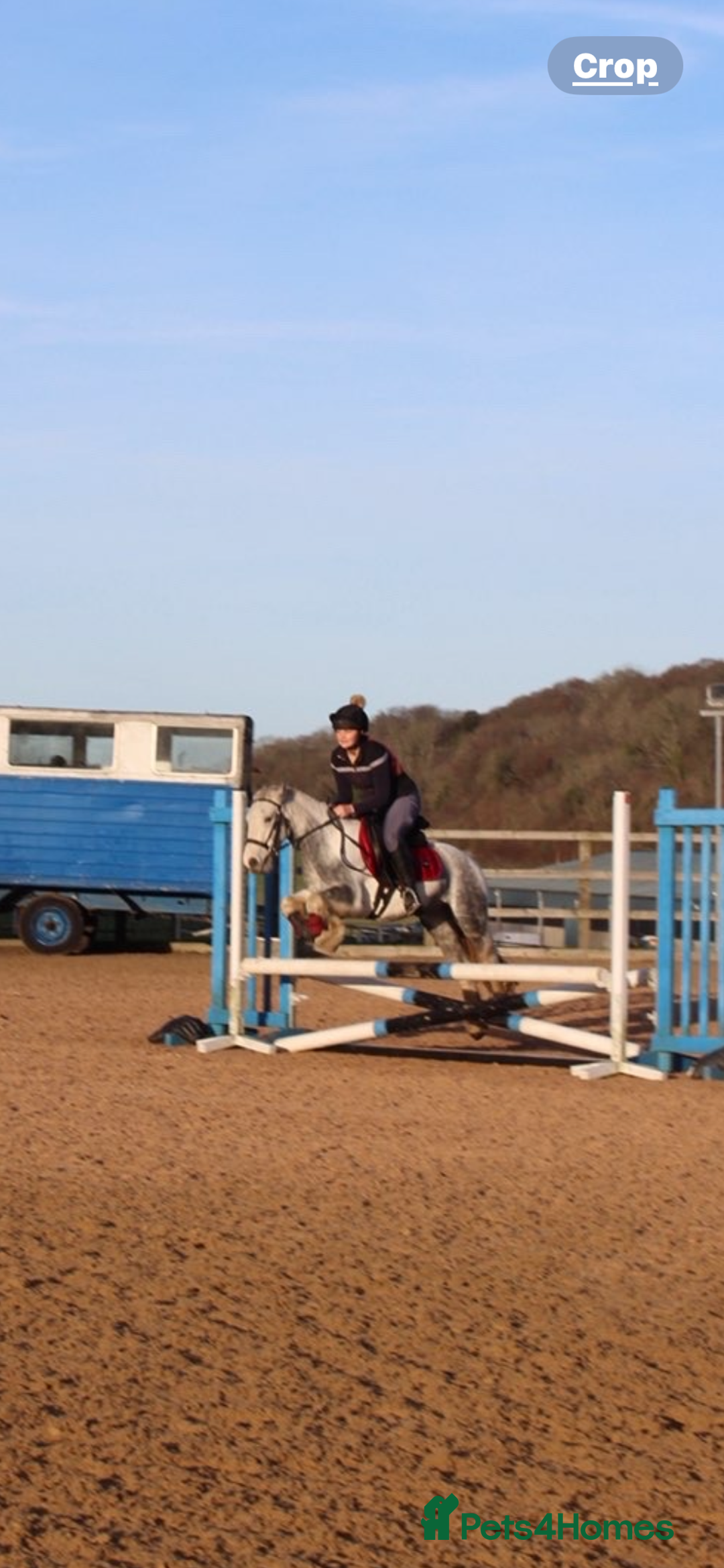 Other Breed horses for sale: ☀️April☀️13.1hh, rising 6 year old for sale! - Advert 1
