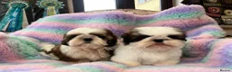 Shih Tzu dogs for sale: Lovely Shih Tzu puppies - Advert 4