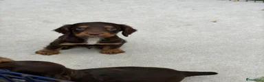 Sprocker 5