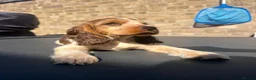 Cocker Spaniel dogs for sale: gorgeous Chocolate roan sable girl🤎 - Advert 4