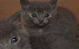 Mixed Breed cats for sale: Last beautiful grey kitten left!! - Image 2