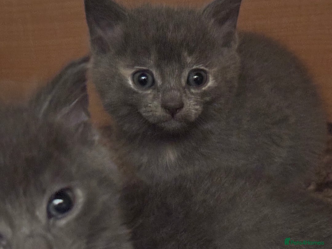 Mixed Breed cats for sale: Last beautiful grey kitten left!! - Image 2