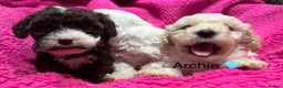 Cockapoo dogs for sale: 💛*COCKERPOO’S READY NOW in Cheshire*💛🏡 - Advert 26