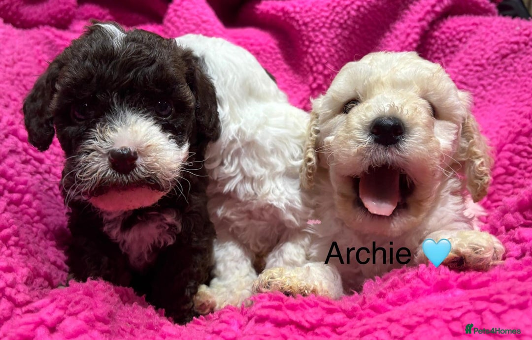 Cockapoo dogs for sale: 💛*COCKERPOO’S READY NOW in Cheshire*💛🏡 - Advert 26