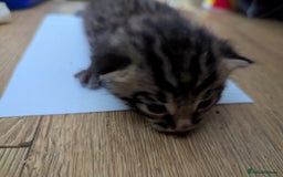 Mixed Breed cats for sale: Tabbies for sale (mixed breed) (8M/1F) - Image 3