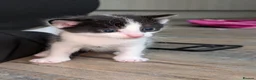 Mixed Breed cats for sale: Maine coon X Norwegian forest cat.  - Advert 8