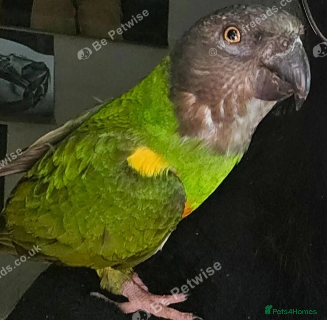 Parrots birds for sale: Tame 3 & Half Year Senegal Parrot For New Home, - Advert 2
