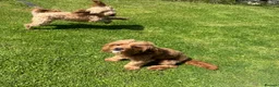 Cavapoo dogs for stud: Cavapoo Proven Stud  - Advert 2
