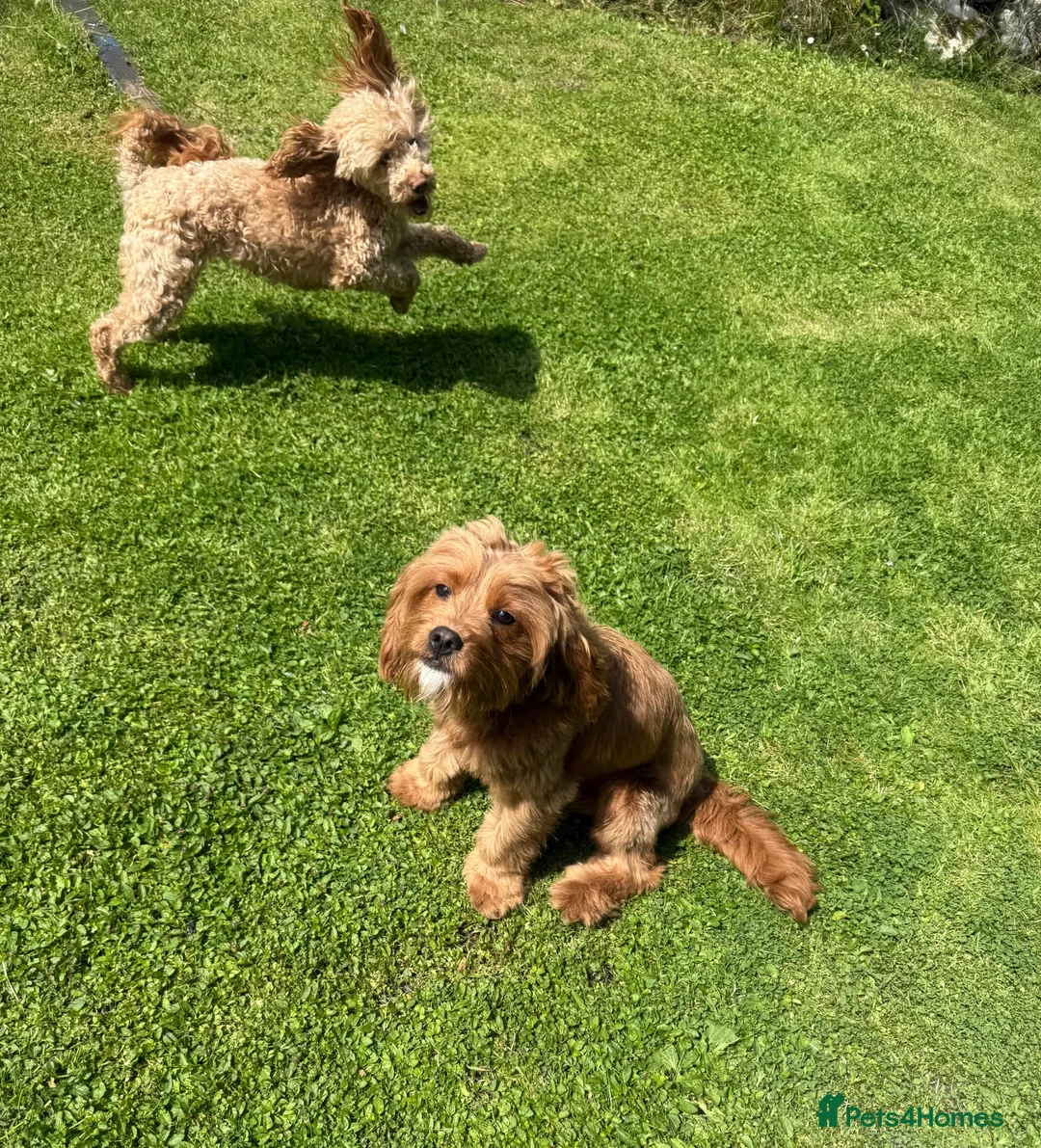 Cavapoo dogs for stud: Cavapoo Proven Stud  - Advert 2