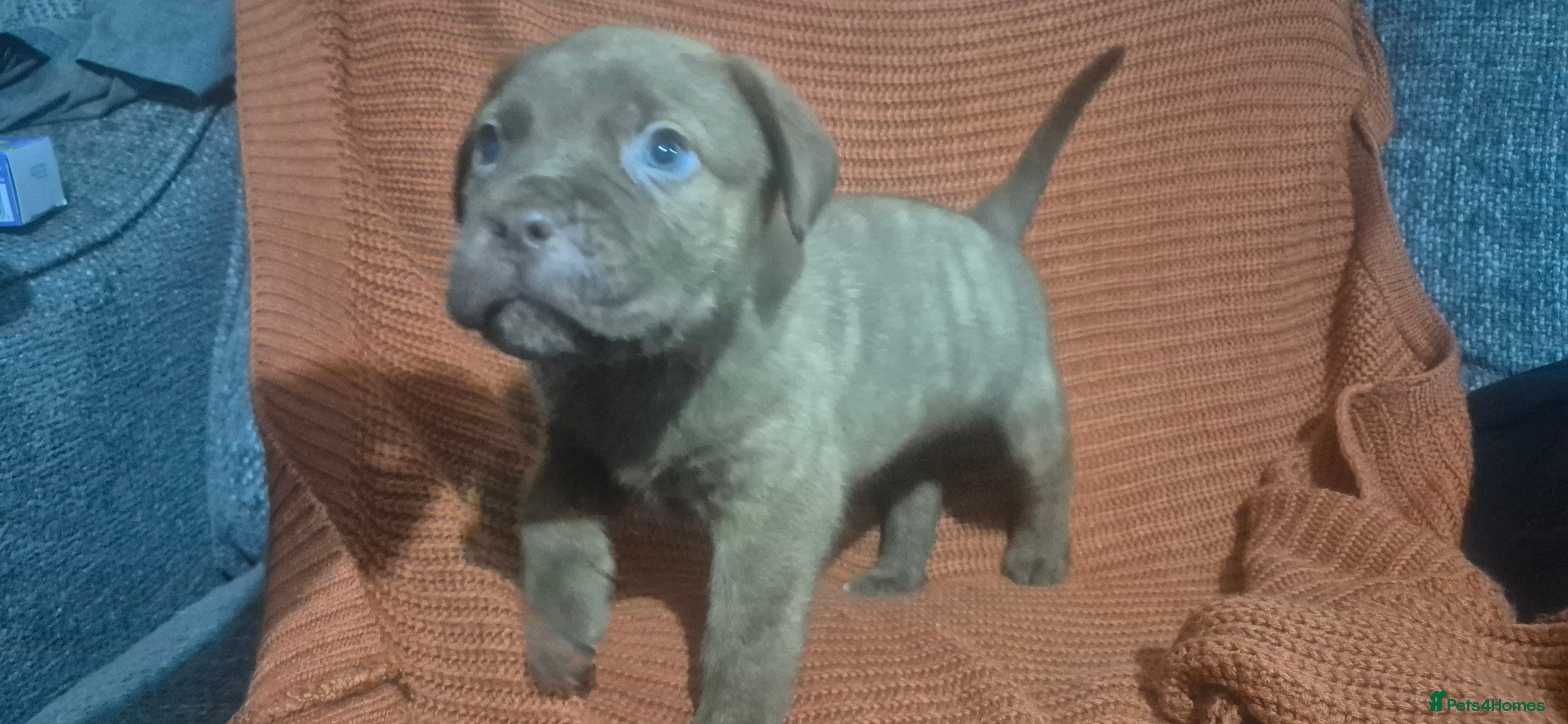 Mixed Breed dogs £750 ono Mastiff cross Puppies looking for homes  - Advert 1