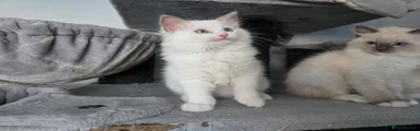 Lilac Bicolour boy 