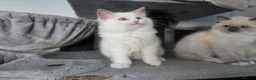 Ragdoll cats for sale: GCCF REGISTERED RAGDOLL KITTENS  - Advert 26