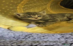 Ragdoll cats for sale: Ragdoll cross British kittens - Image 9