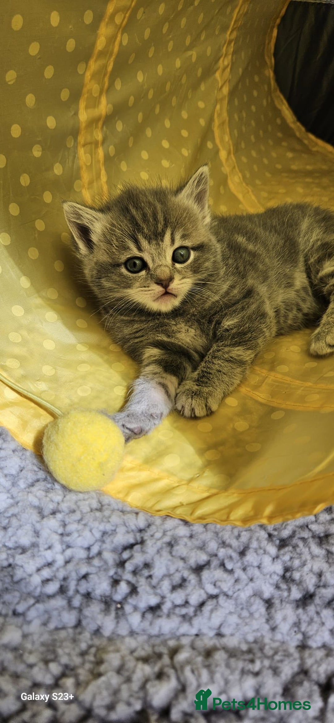 Ragdoll cats for sale: Ragdoll cross British kittens - Image 9