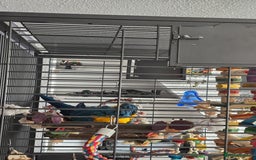 Macaws birds for sale: Female BNG MAcaw - Image 4