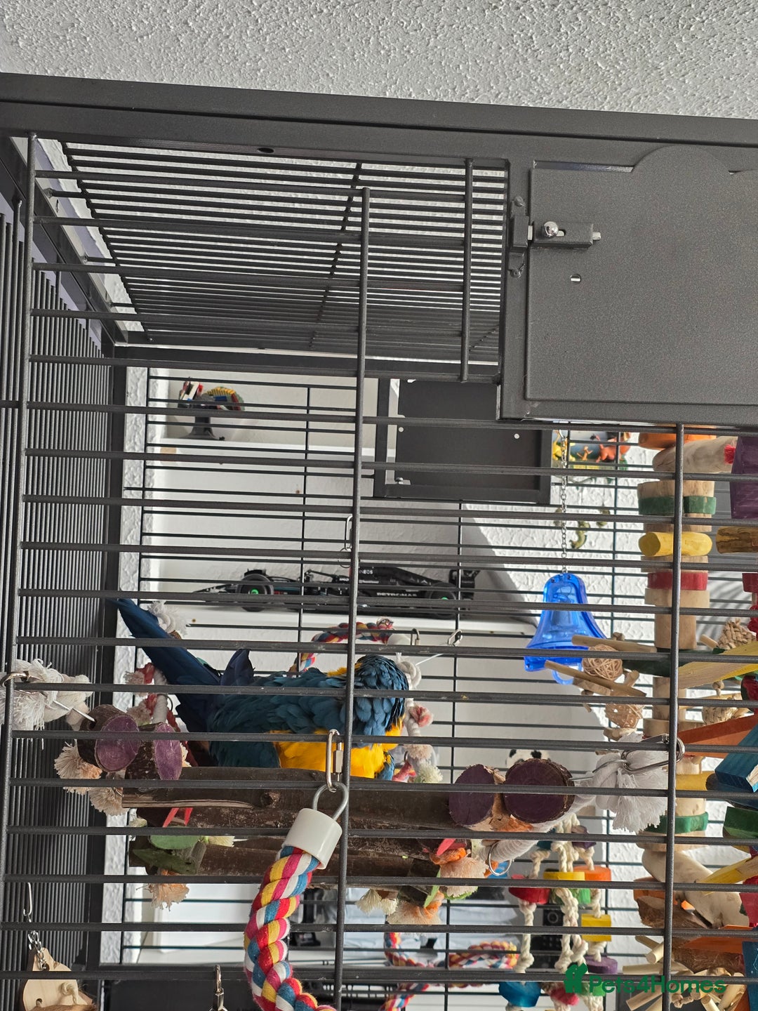 Macaws birds for sale: Female BNG MAcaw - Image 4