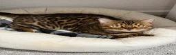 Bengal cats for sale: Bengal Cat Loving, Fully Trained & equipped - Advert 1